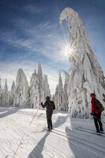 Snow-covered firs and cross-country skiers, StÃ¼benwasen, Feldberg, Todtnauberg, Black Forest, Baden-WÃ¼rttemberg, Germany