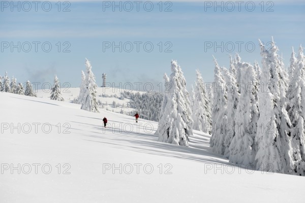 Snow-covered fir trees and snowshoe hikers, StÃ¼benwasen, Feldberg, Todtnauberg, Black Forest, Baden-WÃ¼rttemberg, Germany