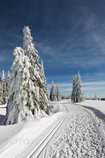 Snow-covered fir trees and cross-country skiing trail and winter hiking trail, StÃ¼benwasen, Feldberg, Todtnauberg, Black Forest, Baden-WÃ¼rttemberg, Germany