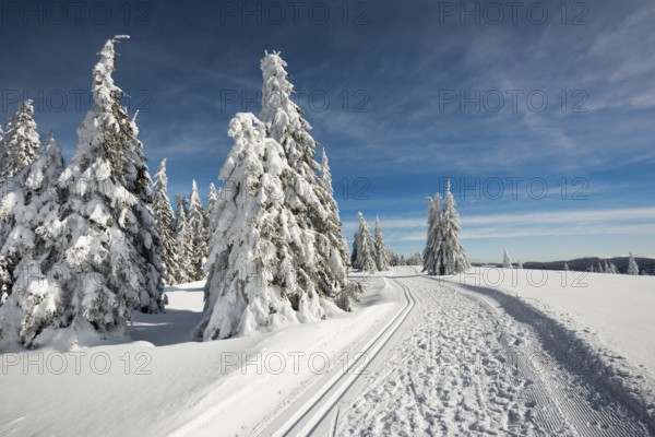 Snow-covered fir trees and cross-country skiing trail and winter hiking trail, StÃ¼benwasen, Feldberg, Todtnauberg, Black Forest, Baden-WÃ¼rttemberg, Germany