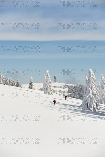 Snow-covered fir trees and snowshoe hikers, StÃ¼benwasen, Feldberg, Todtnauberg, Black Forest, Baden-WÃ¼rttemberg, Germany