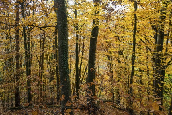 Autumn forest, near Ãœberlingen, Lake Constance, Baden-WÃ¼rttemberg, Germany