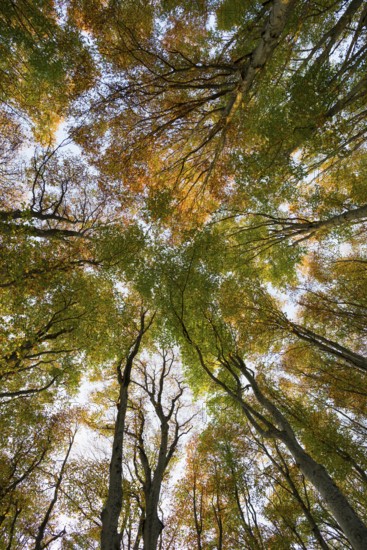 Autumn forest, view of the treetops from below, Schauinsland, Freiburg im Breisgau, Black Forest, Baden-WÃ¼rttemberg, Germany