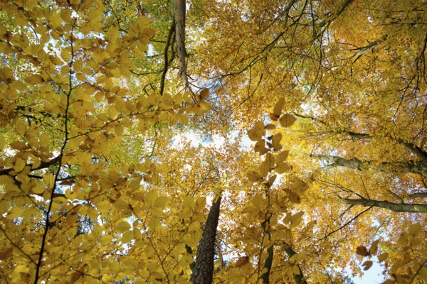 Autumn forest, view of the treetops from below, Schauinsland, Freiburg im Breisgau, Black Forest, Baden-WÃ¼rttemberg, Germany