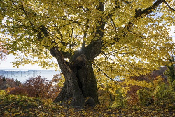 Autumnal discolored ancient lime tree, near Ãœberlingen, Lake Constance, Baden-WÃ¼rttemberg, Germany