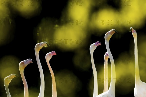 Pink flamingos, Phoenicopterus ruber-roseus