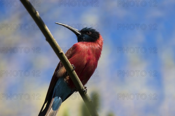 Bee-eater, Scarlet Bee-Eater, Merops nubicus nubicus