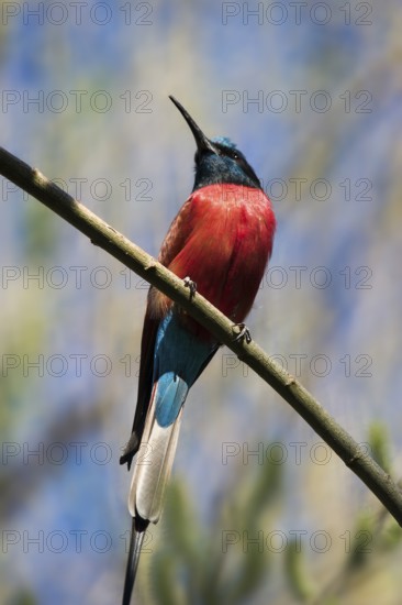 Bee-eater, Scarlet Bee-Eater, Merops nubicus nubicus