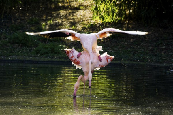 Pink flamingos, Phoenicopterus ruber-roseus, mating