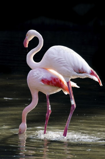 Pink flamingos, Phoenicopterus ruber-roseus