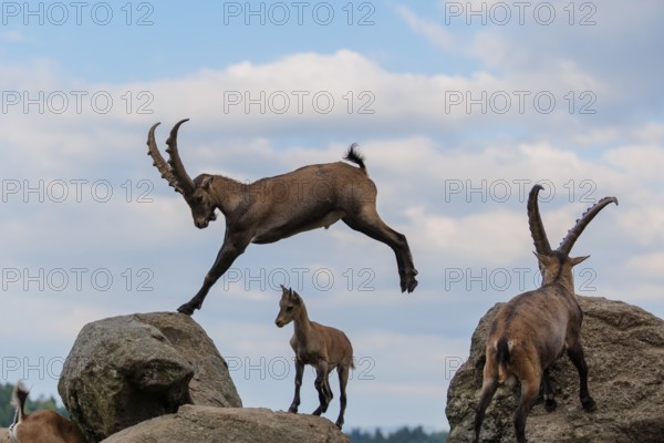 A male ibex (Capra ibex) jumps from rock to rock. A blue sky with clouds can be seen in the background. Carinthia, Austria