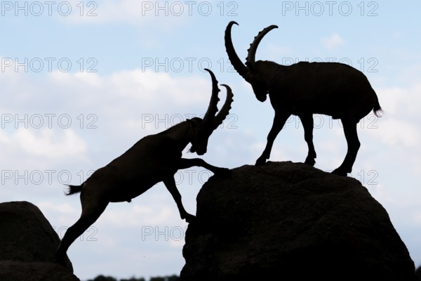 Two male ibexes (Capra ibex) stand facing each other on a rock and playfully fight with each other. Silhouette against a blue sky with clouds. Carinthia, Austria