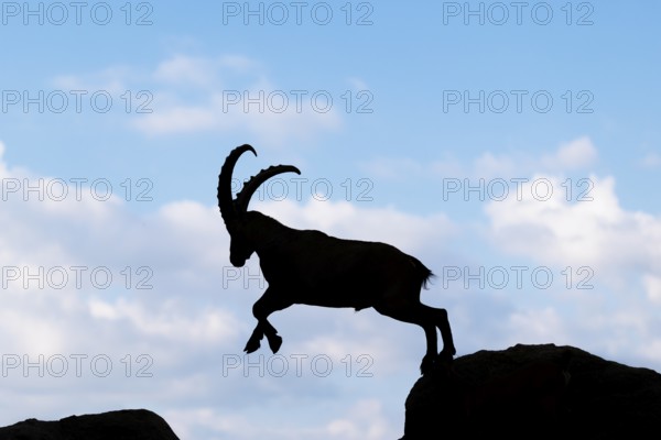 A male ibex (Capra ibex) jumps from rock to rock. Silhouette against a blue sky with clouds. Carinthia, Austria