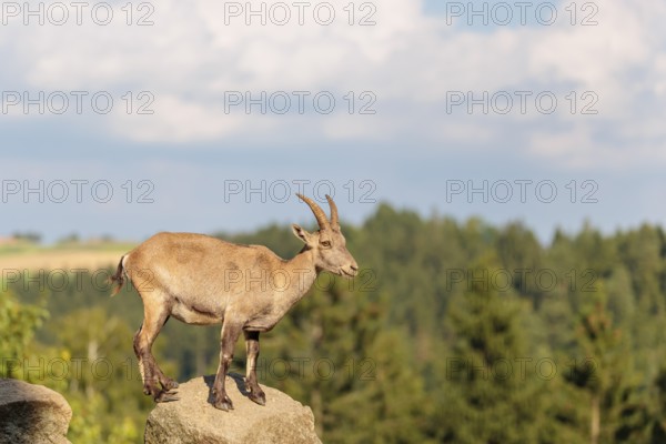 A female ibex (Capra ibex) stands on a rock on a sunny day. A blue sky with clouds and a forest can be seen in the background. Carinthia, Austria