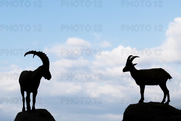 A male and female ibex (Capra ibex) stand facing each other on separate rocks. Silhouette against blue sky with clouds. Carinthia, Austria