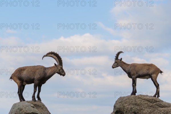 A male and female ibex (Capra ibex) stand facing each other on separate rocks. A blue sky with clouds can be seen in the background. Carinthia, Austria
