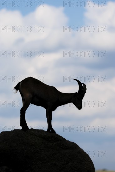 A male ibex (Capra ibex) stands on a rock. Silhouette against a blue sky with clouds. Carinthia, Austria