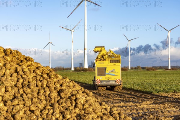 Sugar beet harvest, with an automatic, digitized, Ropa Tiger S6 sugar beet harvester, near Grevenbroich, North Rhine-Westphalia, Germany