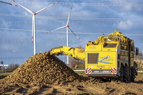 Sugar beet harvest, with an automatic, digitized, Ropa Tiger S6 sugar beet harvester, depositing crops piled up at the edge of the field as rent, near Grevenbroich, North Rhine-Westphalia, Germany