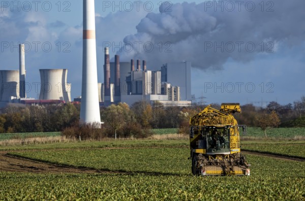 Sugar beet harvest, with an automatic, digitized, Ropa Tiger S6 sugar beet harvester, near Grevenbroich, with the Neurath lignite power plant in the background, North Rhine-Westphalia, Germany