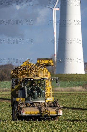 Sugar beet harvest, with an automatic, digitized, Ropa Tiger S6 sugar beet harvester, near Grevenbroich, North Rhine-Westphalia, Germany