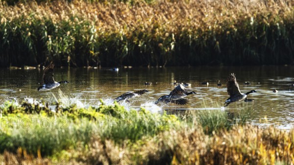 Canada Goose, Branta Canadensis, birds in flight over marshes