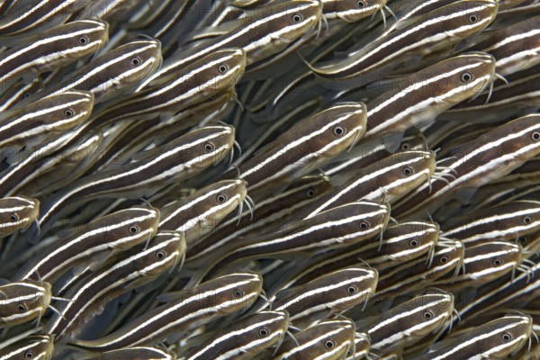 Swarm of striped coral catfish (Plotosus) lineatus), close-up, graphic, on the wreck of the SS Turkia, Gulf of Suez, Egypt