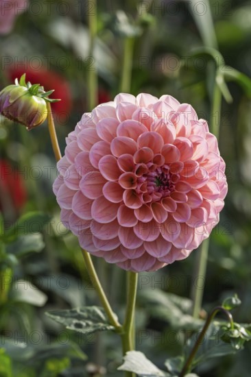 Dahlias (Dahlia), MÃ¼nsterland, North Rhine-Westphalia, Germany