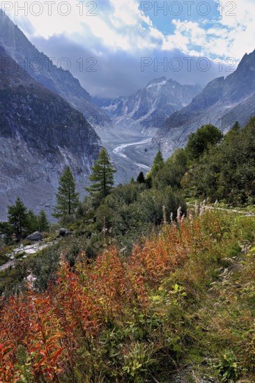 A group of autumn-colored narrow-leaved willow herbs (Epilobium angustifolium), behind the glacial tongue of Mer de Glace, Mont-Blanc, Chamonix-Mont-Blanc, Haute-Savoie, France