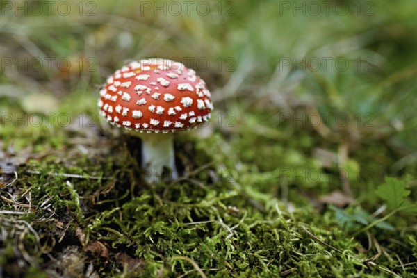 Poisonous toadstool (Amanita muscaria), in meadow, Chamonix, France
