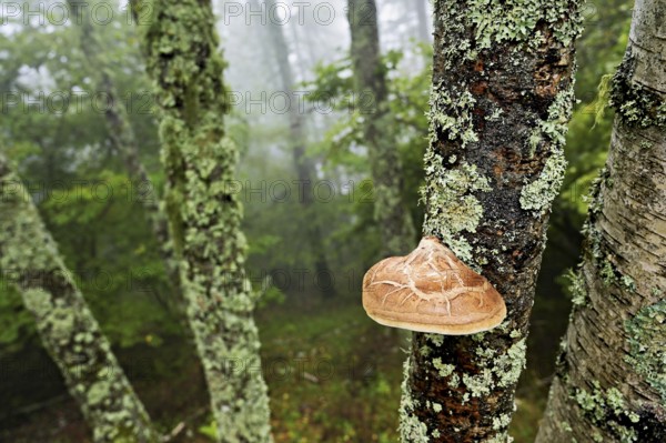Birch porling (Piptoporus betulinus), on the trunk of a birch tree, Chamonix, France
