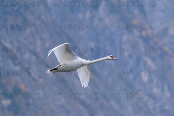 A mute swan (Cygnus olor) flies over a lake. In the background, a mountain forest can be seen in autumnal colors. Upper Austria
