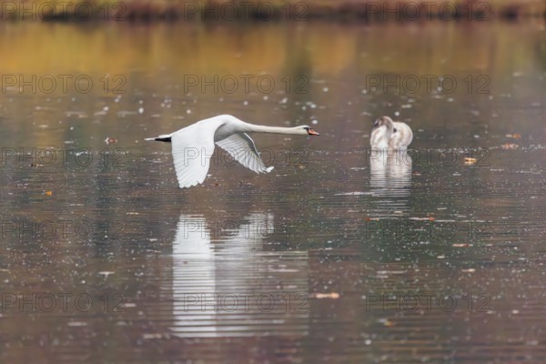 A mute swan (Cygnus olor) flies over a lake. A forest in autumn colors is reflected in the water. Upper Austria