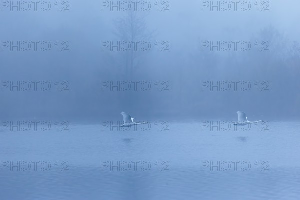 Two mute swans (Cygnus olor) fly over a lake on a cold and foggy morning. In the background, a forest is barely visible. Upper Austria