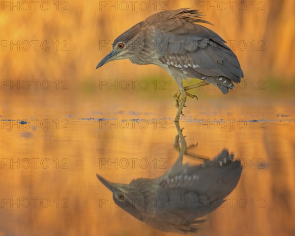 Night heron (Nycticorax nycticorax) young bird hunting in reeds, fishing, sunrise, shallow water zone, shore zone, reed belt, morning light, reflection, mirror-smooth water, windless, Kiskunsag National Park, Hungary