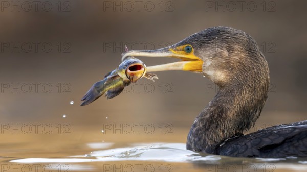 Cormorant (Phalacrocorax carbo) with catfish as prey, hunting, fishing, successful, black dwarf catfish (Ameiurus melas), eating, invasive species, hunting scene, sunrise, morning light, Kiskunsag National Park, Hungary