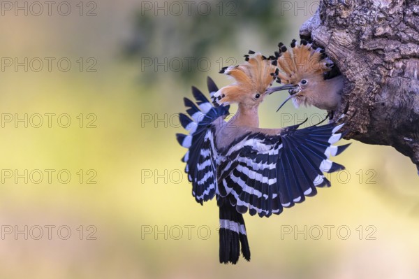 Hoopoe (Upupa epops) bird of the year 2022, male with food, prey, foraging, food for the young birds, raised bonnet, sunrise, interaction, brood cave, nest, young bird begging for food, flying, approaching, wings, climate change, Middle Elbe biosphere reserve, Saxony-Anhalt, Germany