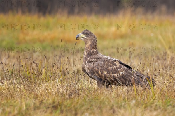 White-tailed eagle (Haliaeetus albicilla) young bird hunting, foraging on the ground, hunting, fleeing, bird of prey, water-rich landscape, Saxony-Anhalt, Germany