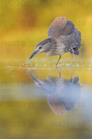 Night heron (Nycticorax nycticorax) young bird hunting in reeds, fishing, sunrise, shallow water zone, shore zone, reed belt, morning light, reflection, mirror-smooth water, windless, Kiskunsag National Park, Hungary