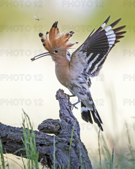 Hoopoe (Upupa epops) bird of the year 2022, male with food for the female or young birds, bridal gift, prey, foraging, interaction, landing on branch, raised hood, sunrise, interaction, food delivery, climate change, Middle Elbe biosphere reserve, Saxony-Anhalt, Germany