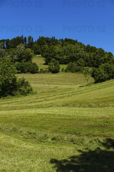 Picturesque alpine meadow landscape on PfÃ¤nder near Fluh, Bregenz, Vorarlberg, Austria