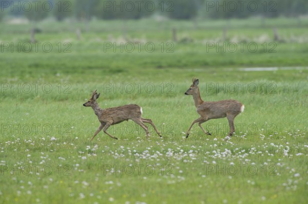 Deer (Capreolus capreolus) roebuck in meadow terrain, changes winter to summer fur, North Rhine-Westphalia, Germany