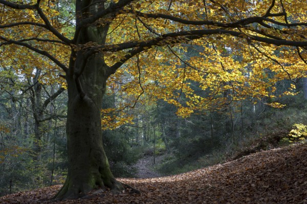 European beech (Fagus sylvatica) in autumn, North Rhine-Westphalia, Germany