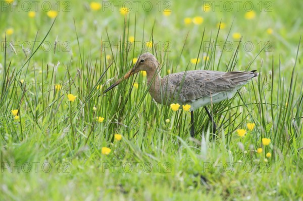 Black-tailed gown (Limosa limosa) looking for food in meadows, Lower Saxony, Germany