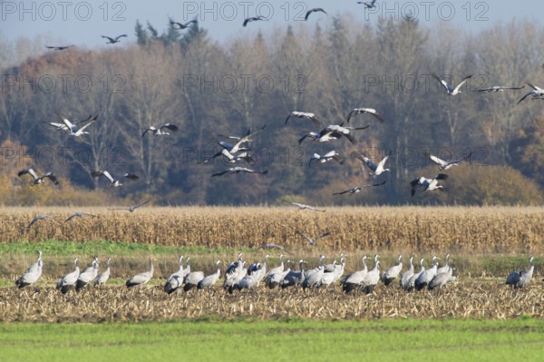 Cranes (grus grus) while resting on the southward train looking for food in a harvested corn field, North Rhine-Westphalia, Germany