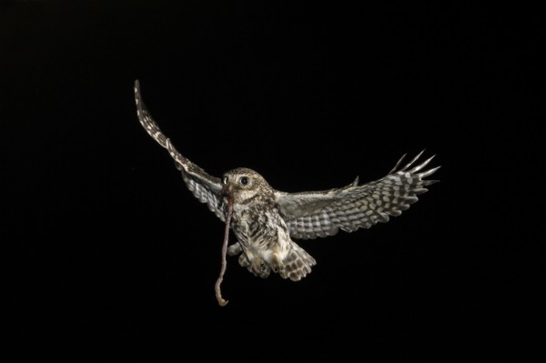 Little owl (Athene noctua), approaching the brood cave with earthworm, North Rhine-Westphalia, Germany