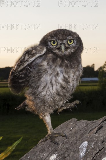 Little owl (Athene noctua), Young little owl sitting down, North Rhine-Westphalia, Germany