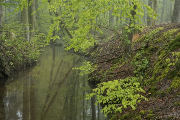 Red beech forest (Fagus sylvatica) with river in spring, North Rhine-Westphalia, Germany
