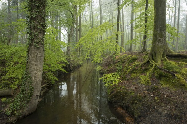 Red beech forest (Fagus sylvatica) and stream in spring, North Rhine-Westphalia, Germany