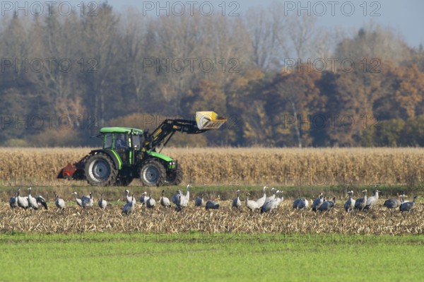 Cranes (grus grus) while resting on the train heading south looking for food in a harvested corn field, tractor in the background, North Rhine-Westphalia, Germany